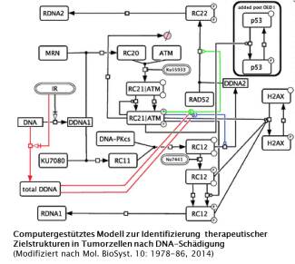 Computer-aided model for the identification of therapeutic target structures in tumor cells after DNA damage.